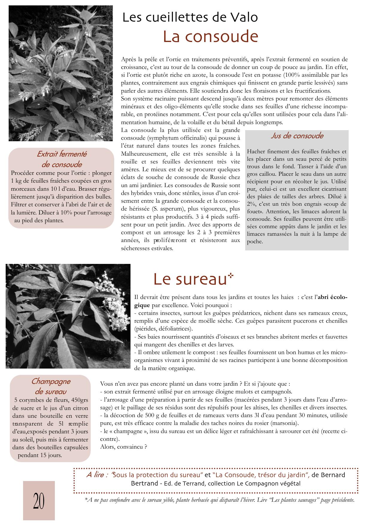 Consoude sureau ortie preles